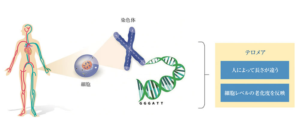 テロメア検査